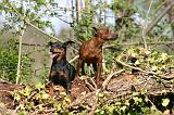 PINSCHER NAIN 151
